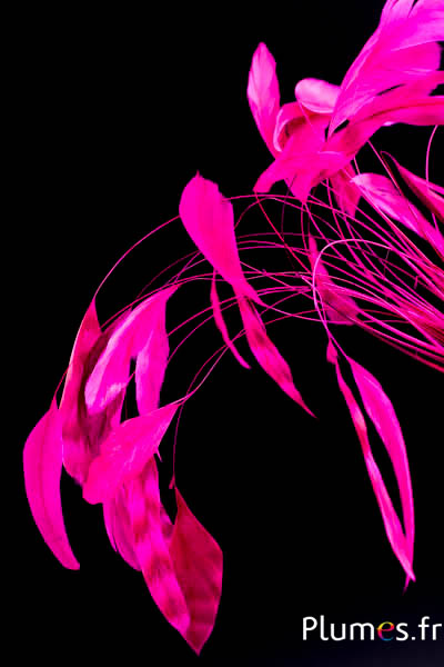 Coquetips chinchilla blanchis  - 13-18 cm - fuchsia